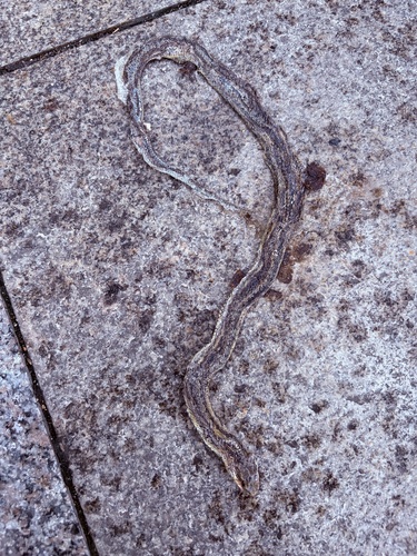 Steppe Ratsnake