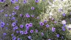 Glandularia lilacina