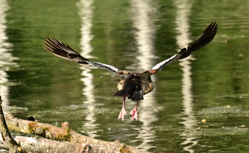 iNaturalist image