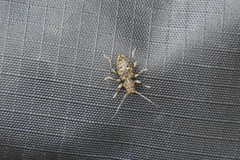 Plectrura spinicauda