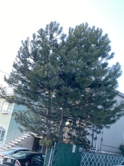 Pinus