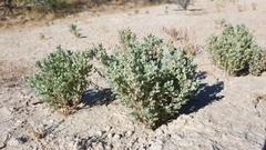 Atriplex elegans fasciculata