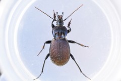 Sphaeroderus stenostomus lecontei