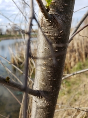 Alnus incana