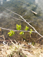 Alnus incana