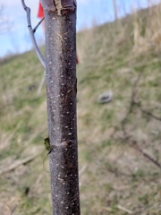 Alnus incana