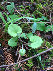 Veronica regina-nivalis