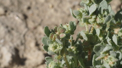 Atriplex elegans fasciculata