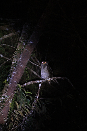 Barred Eagle-Owl
