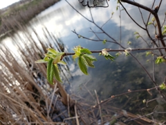 Alnus incana