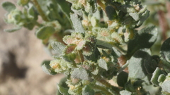 Atriplex elegans fasciculata