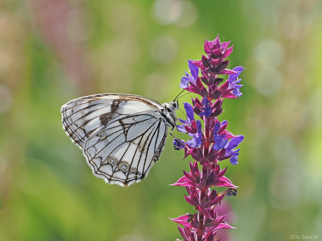 Melanargia ganymedes