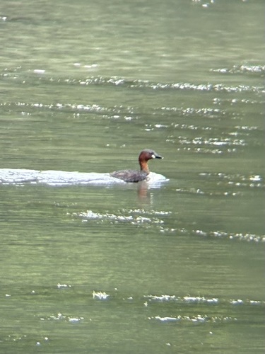 iNaturalist image