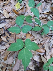 Toxicodendron radicans image
