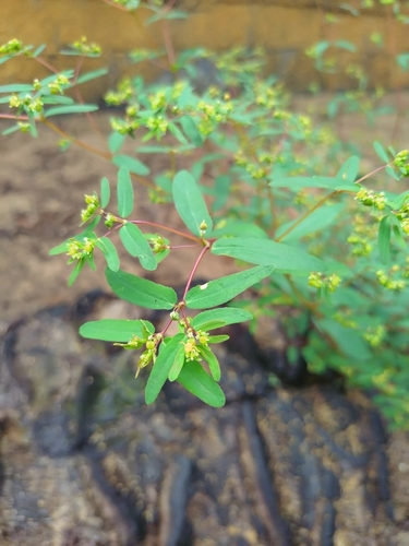 hyssop spurge