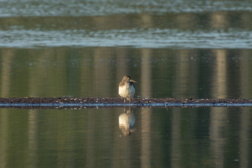 iNaturalist image