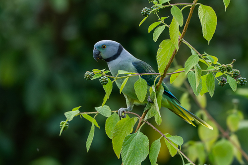 Blue-winged Parakeet (Psittacula columboides), photo 4