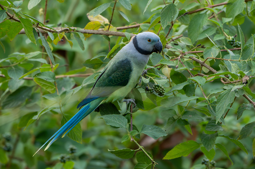 Blue-winged Parakeet (Psittacula columboides), photo 5