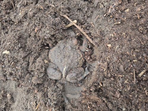 Western Toad