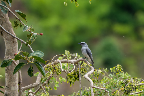 Indian Cuckooshrike (Coracina macei), photo 5