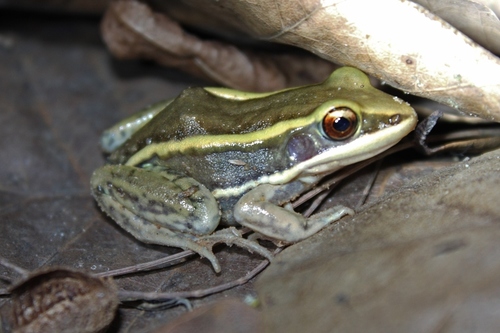 Hylarana galamensis