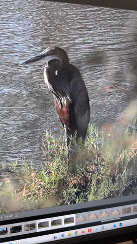 iNaturalist image