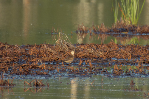 iNaturalist image