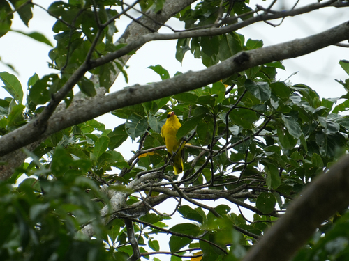 Black-naped Oriole