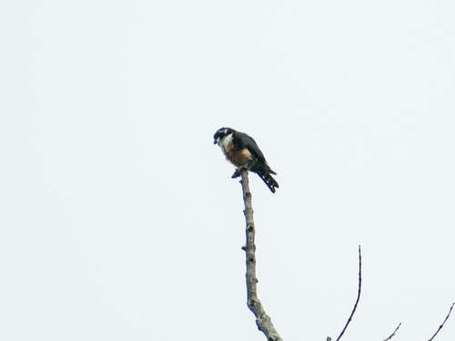 Black-thighed Falconet