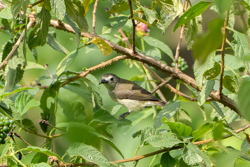 Nilgiri Flowerpecker (Dicaeum concolor), photo 8