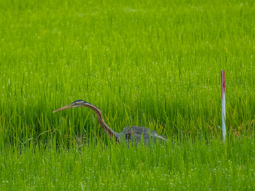 iNaturalist image