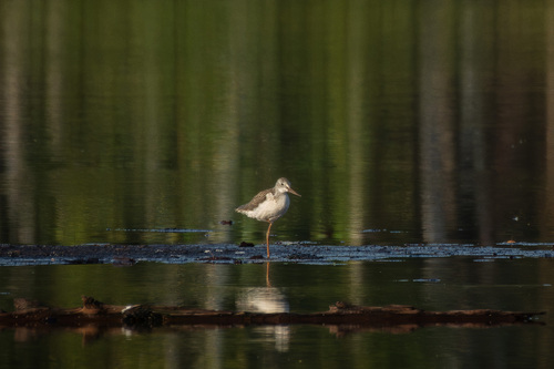 iNaturalist image