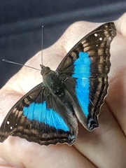 Doxocopa laurentia laurentia