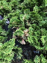 Pestalotiopsis funerea