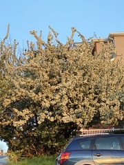Magnoliopsida