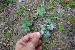 Aquilegia vulgaris