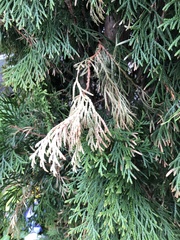 Pestalotiopsis funerea