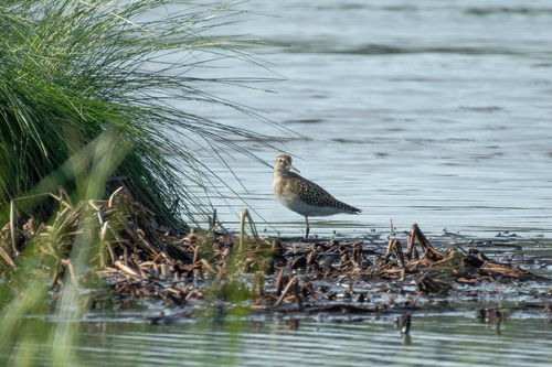 iNaturalist image