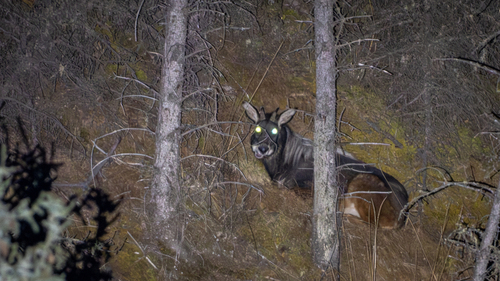 Mainland Serow