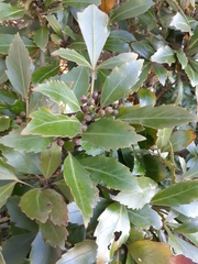 Pseudopanax discolor