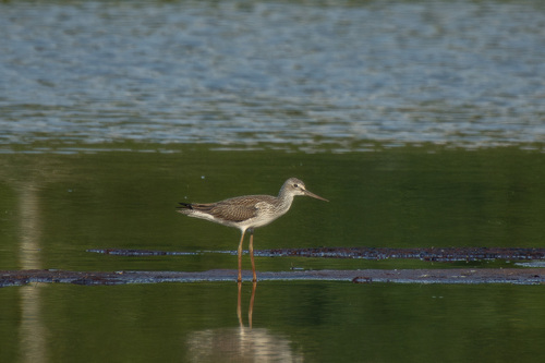 iNaturalist image