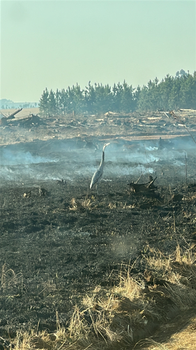 iNaturalist image
