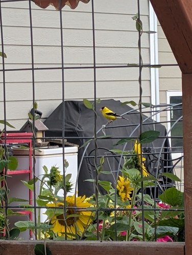 American Goldfinch