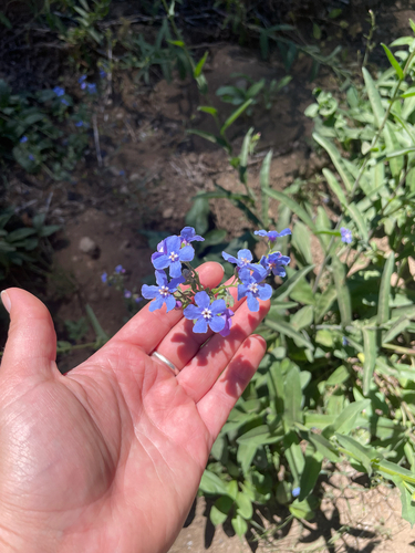 Hackelia velutina observed 2026-07-26