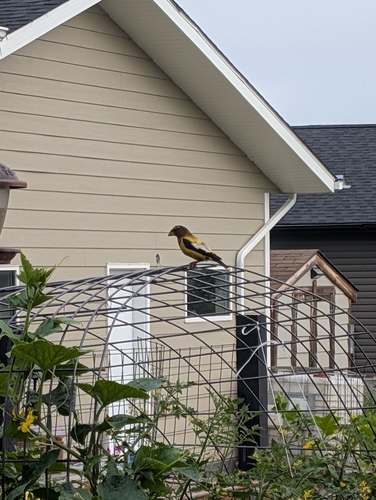 Evening Grosbeak