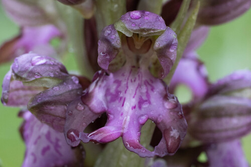 Himantoglossum robertianum, photograph 1