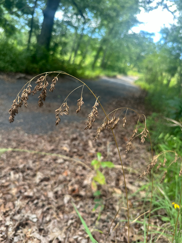 Festuca paradoxa, 2026-07-16