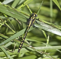 Phanogomphus kurilis