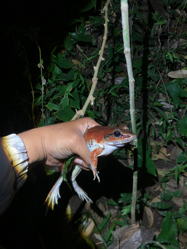 Limnonectes macrodon