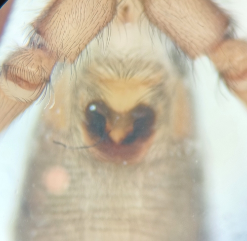 Haplodrassus soerenseni